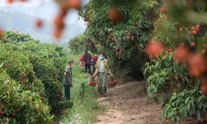 Phương án chi tiết sáp nhập cấp xã của Bắc Giang và Sơn La Phương án chi tiết sáp nhập cấp xã của Bắc Giang và Sơn La