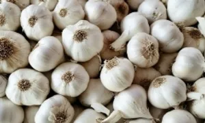 Ăn tỏi có giúp gan thải độc? Ăn tỏi có giúp gan thải độc?